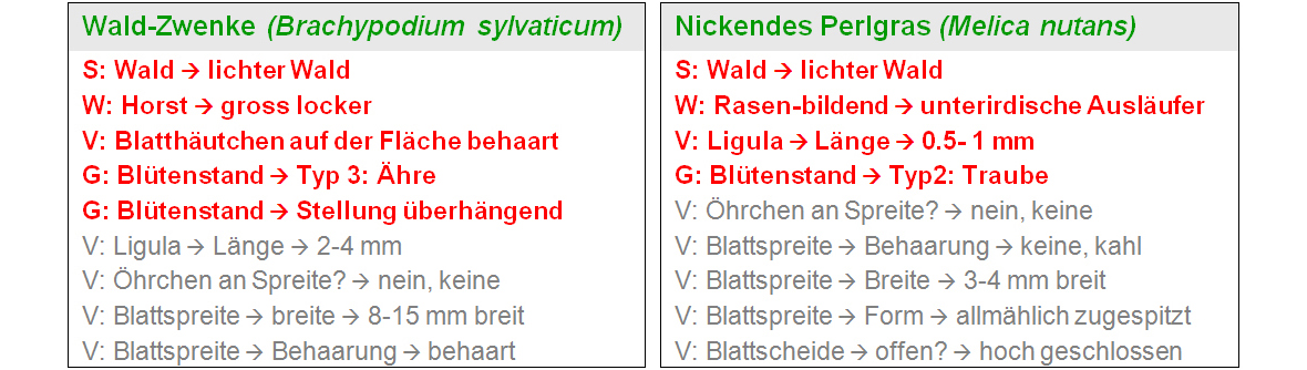 ZHAW App iGräser, Wald 2