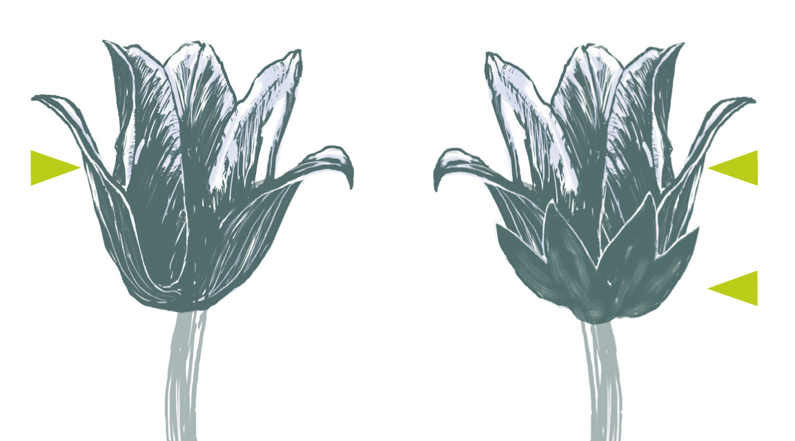 Botanische Grundbegriffe Zhaw Institut Fur Umwelt Und Naturliche Ressourcen Iunr