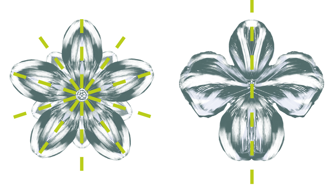 Abbildung Blütensymmetrie