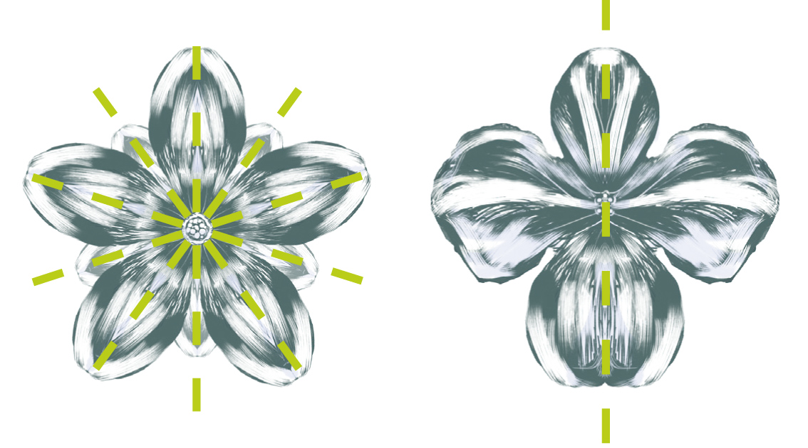 Botanische Grundbegriffe Zhaw Institut Fur Umwelt Und Naturliche Ressourcen Iunr