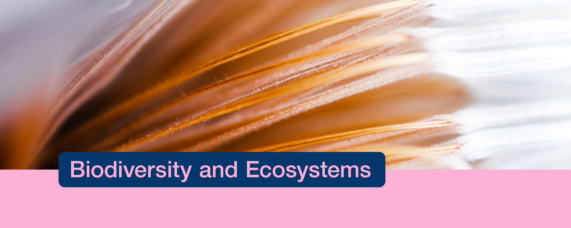 Master Research Unit Biodiversity and Ecosystems for MSc Environment ...