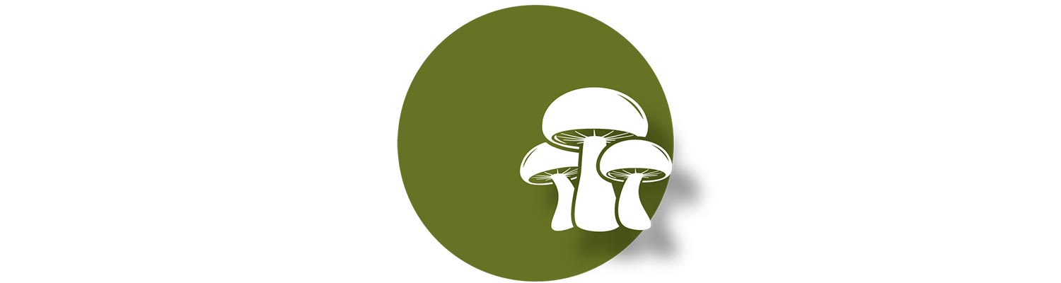 Speisepilze selber züchten