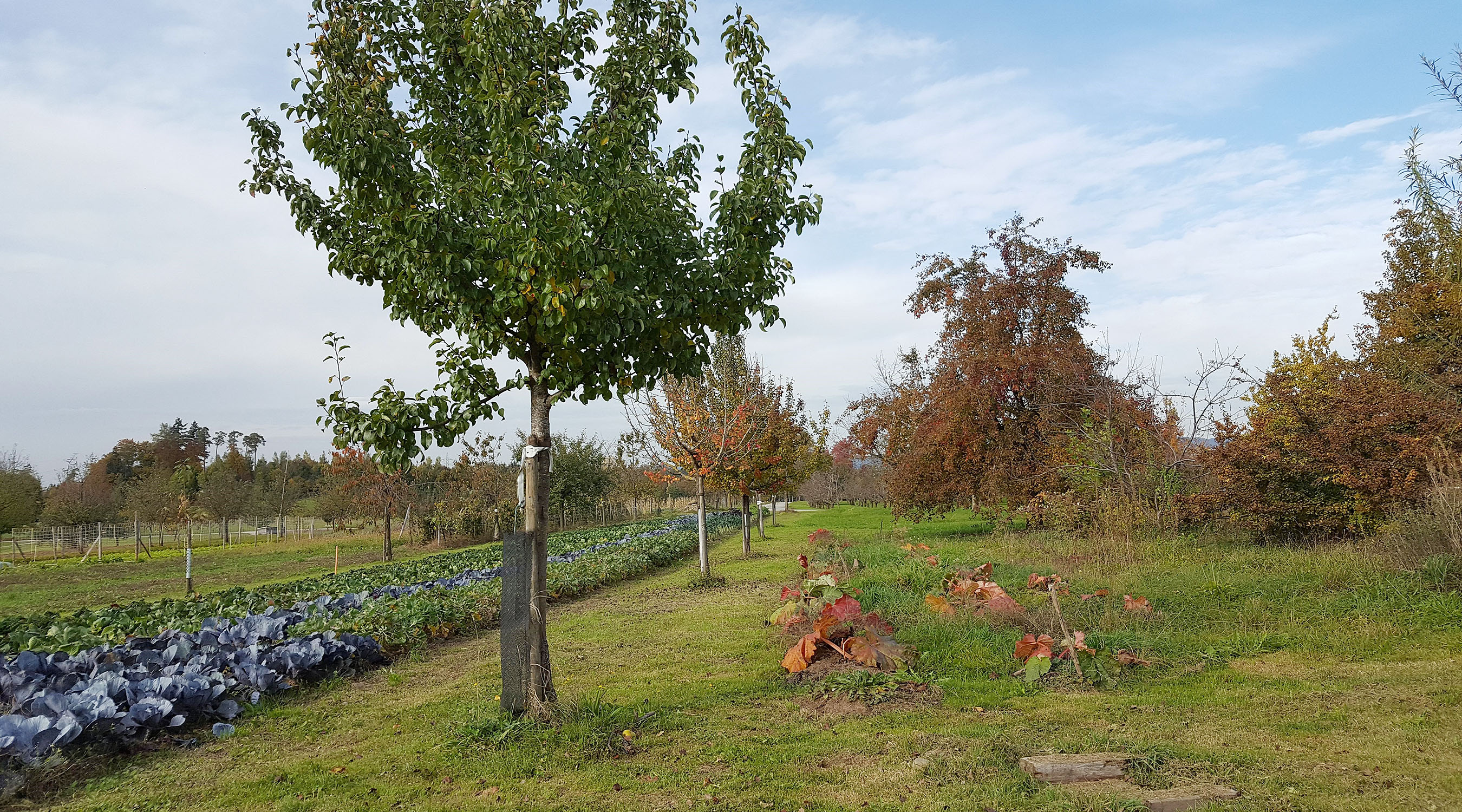 Dieses Agroforstsystem kombiniert Bäume mit Gemüsekulturen.