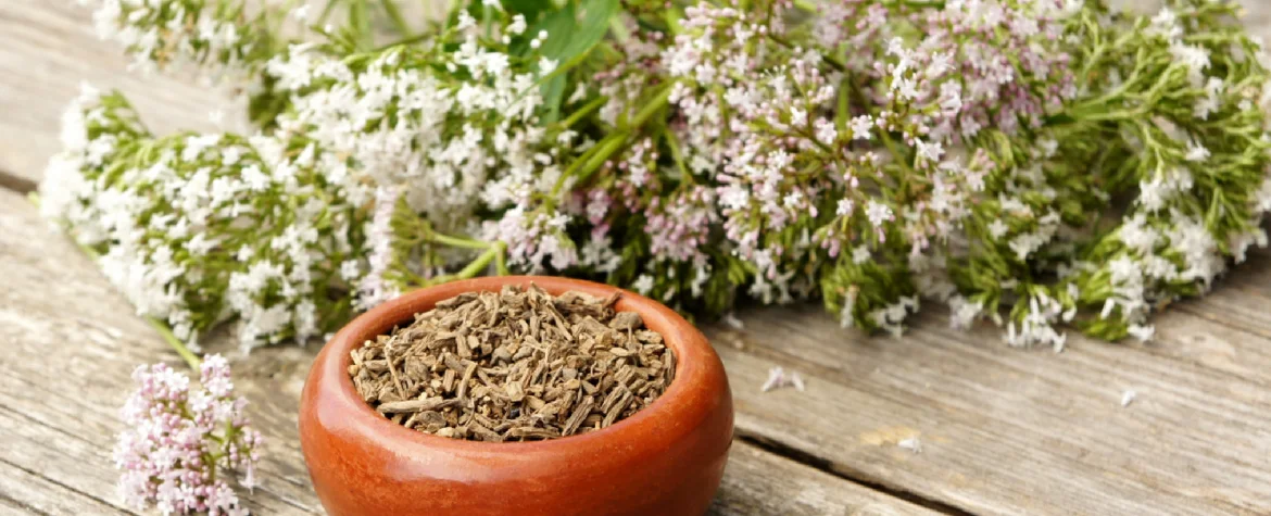 Frischer Baldrian und eine Schale mit getrockentem Baldrian.