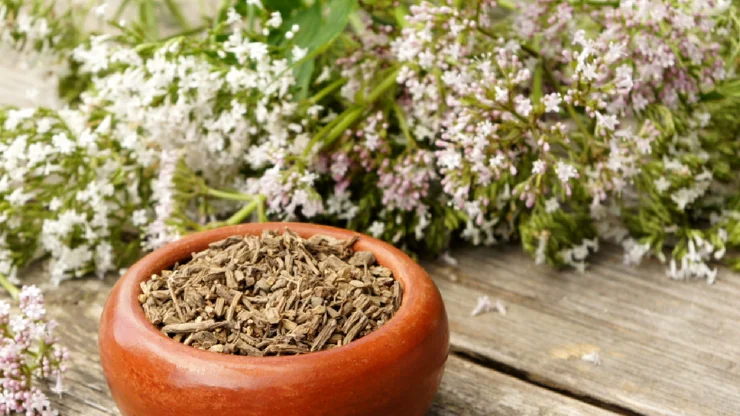 Frischer Baldrian und eine Schale mit getrockentem Baldrian.