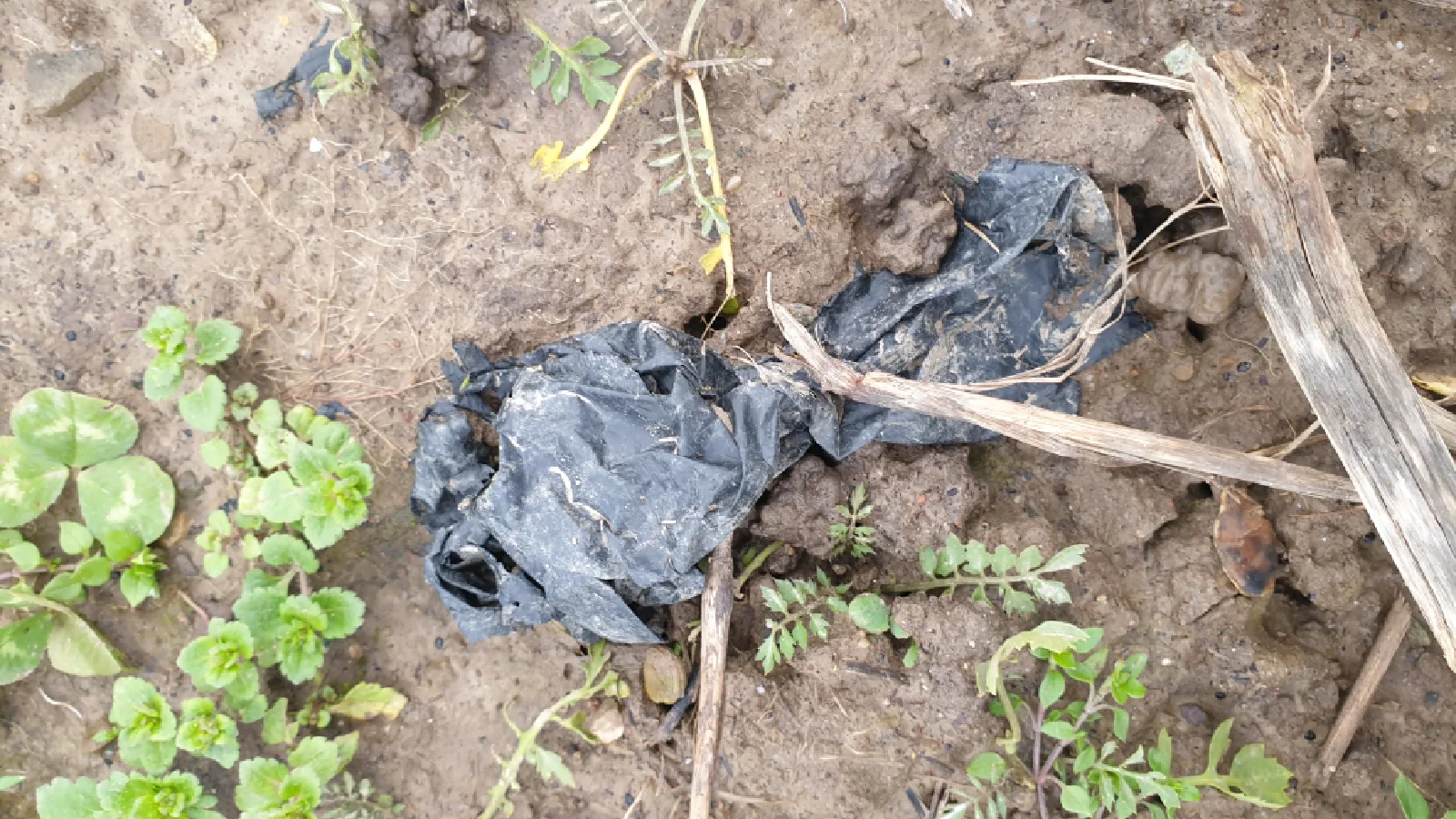 Hier sind Rückstände von einer schwarzen Mulchfolie auf Ackerboden sichtbar.