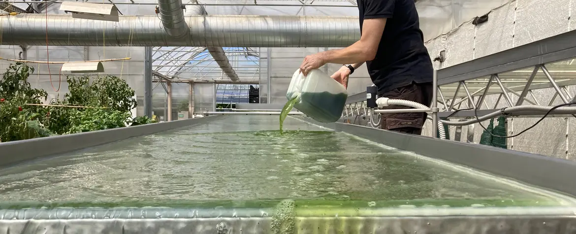 Inoculation of photobioreactor