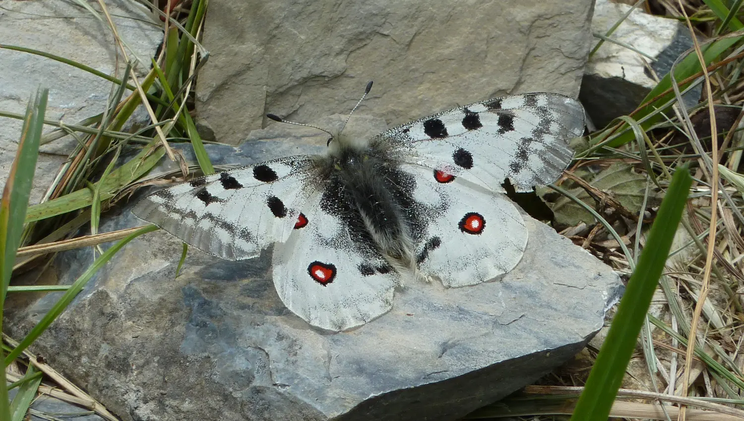 Ein weisser Apollofalter (Parnassius apollo) mit schwarz-rotem Muster hat sich auf einem Stein niedergelassen