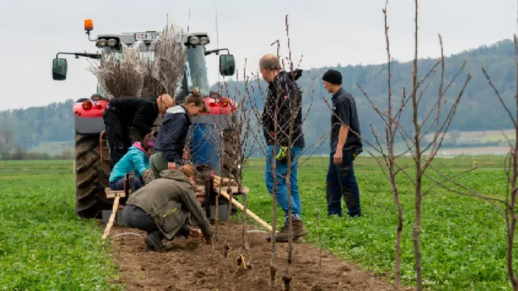Mehrere Personen arbeiten auf dem Feld und setzen Bäume. Ein Traktor spurt den Weg.