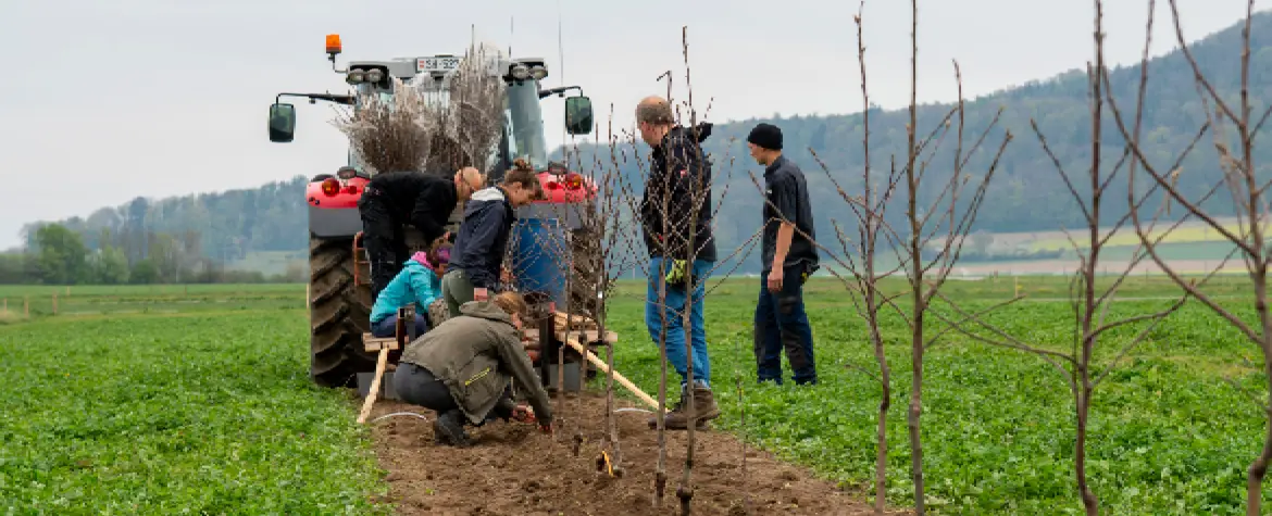 Mehrere Personen arbeiten auf dem Feld und setzen Bäume. Ein Traktor spurt den Weg.