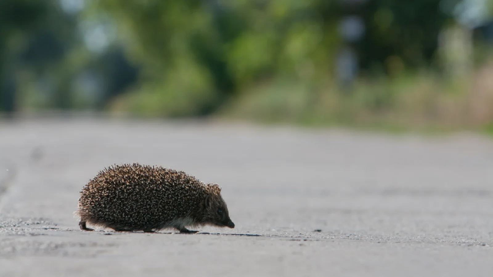 Igel auf Fahrbahn.