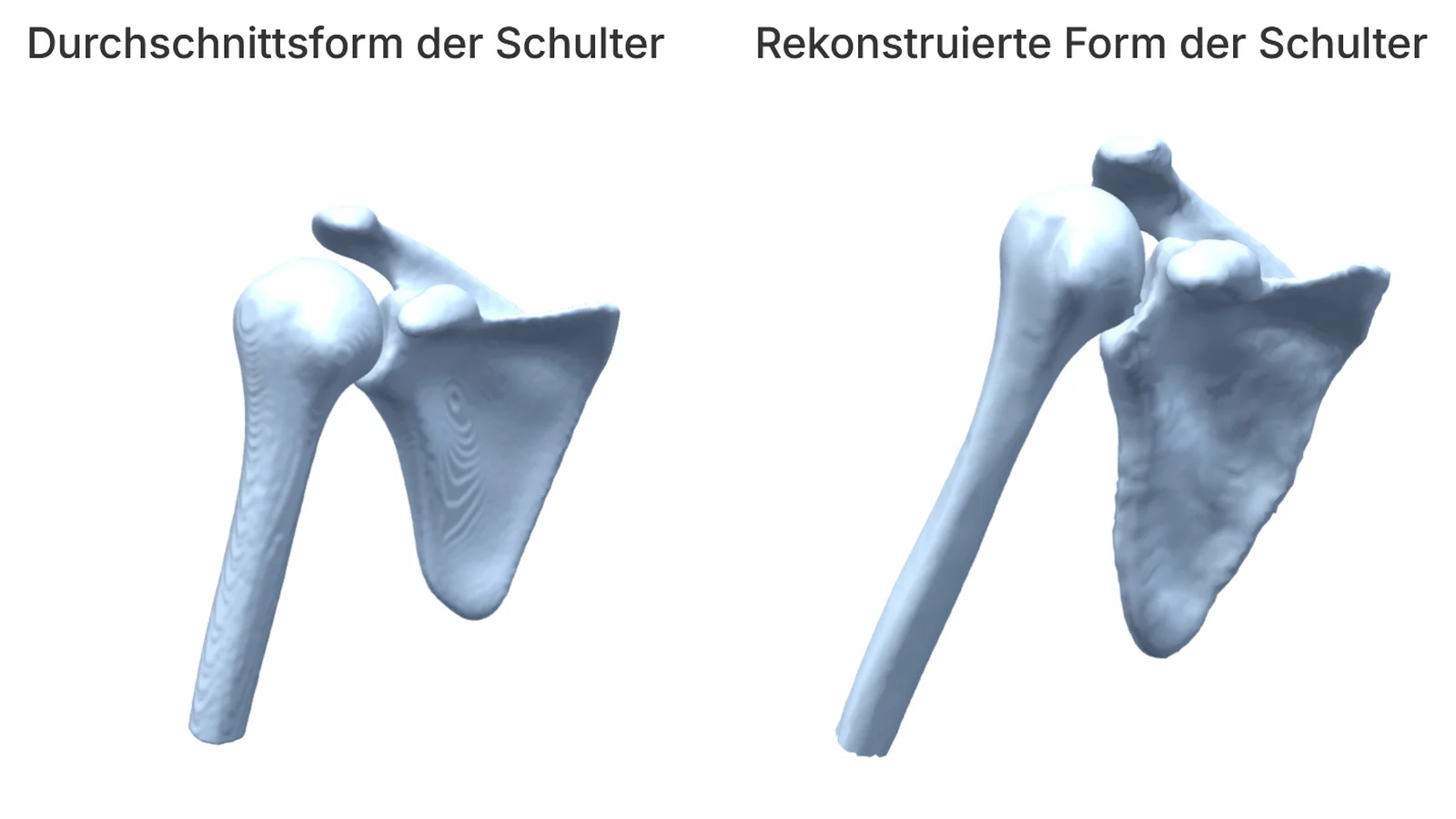 Modelling of the shoulder bones: on the left, the average shape; on the right, the reconstructed shape.