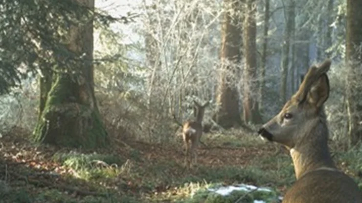 Zwei Rehe im Wald.
