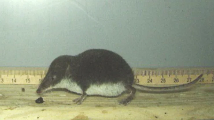 Eine Spitzmaus vor einem Massstab, damit ihre Grösse gemessen werden kann.