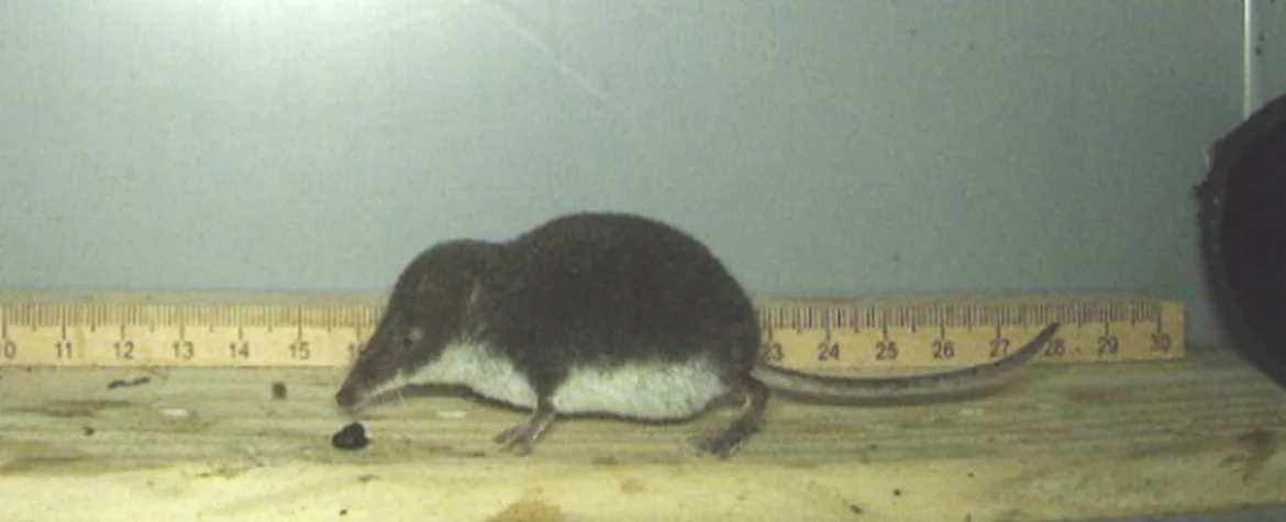 Eine Spitzmaus vor einem Massstab, damit ihre Grösse gemessen werden kann.