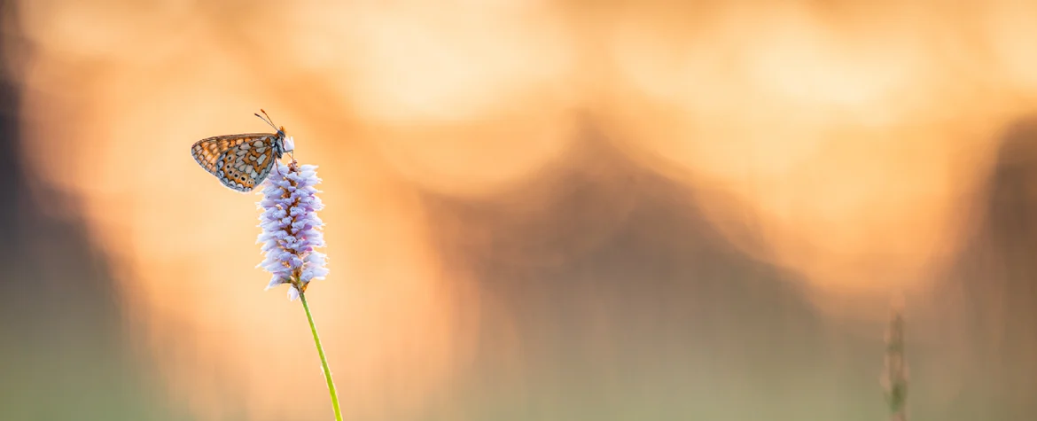 Ein Sakbiosen-Scheckenfalter sitzt auf einer Blume in einer Wiese. Der Hintergrund ist unscharf.