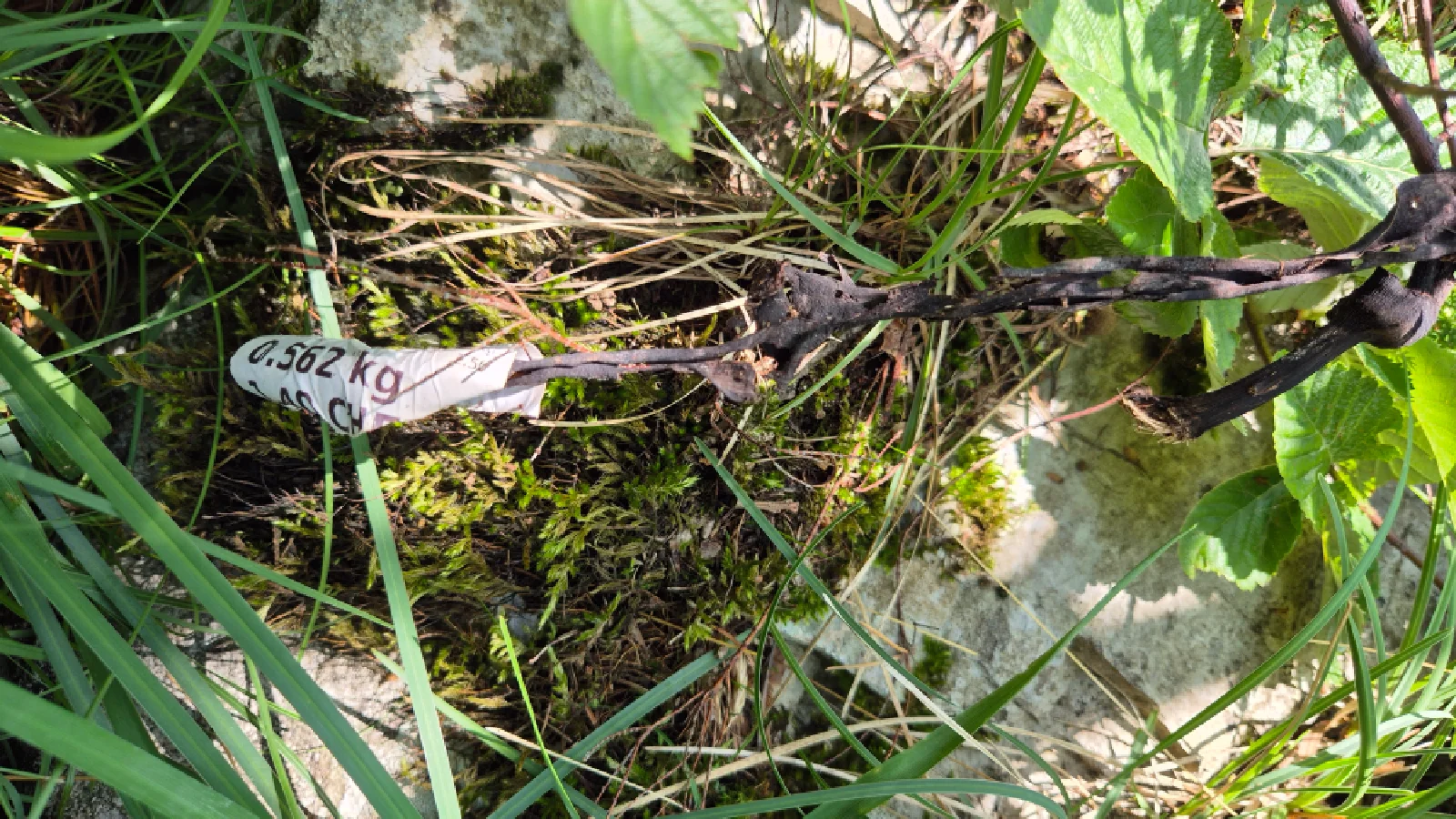 Hier ist eine in der Natur entsorgte halb verfaulte Bananenschale mit Aufkleber sichtbar.