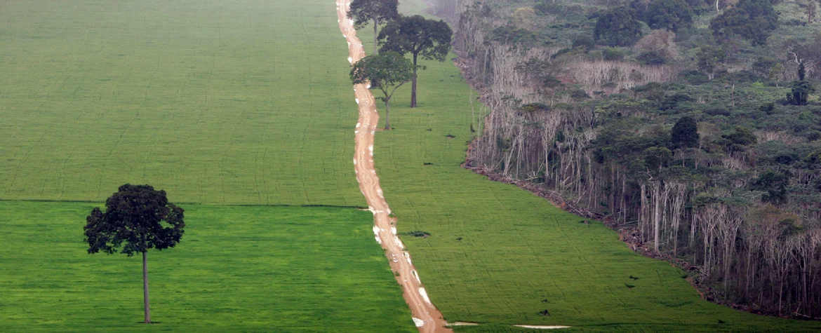The picture shows human interference with nature. On the right, you can see a forest. It borders on agricultural land, which is separated by a path.
