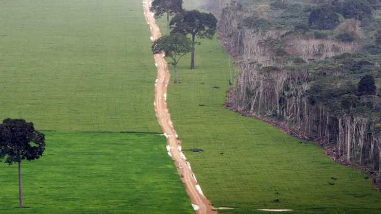 Das Bild zeigt den menschlichen Eingriff in die Natur. Auf der rechten Seite ist ein Wald zu sehen. Dieser grenzt an eine Landwirtschaftsfläche, welche durch einen Weg abgetrennt wird.