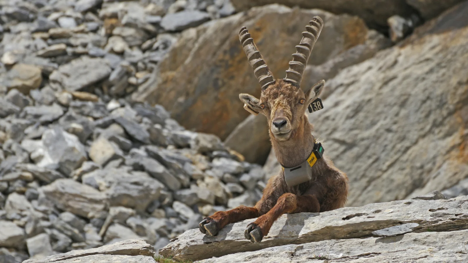 Besenderter Steinbock liegt auf einem grossen Felsen in steinigem Gelände.