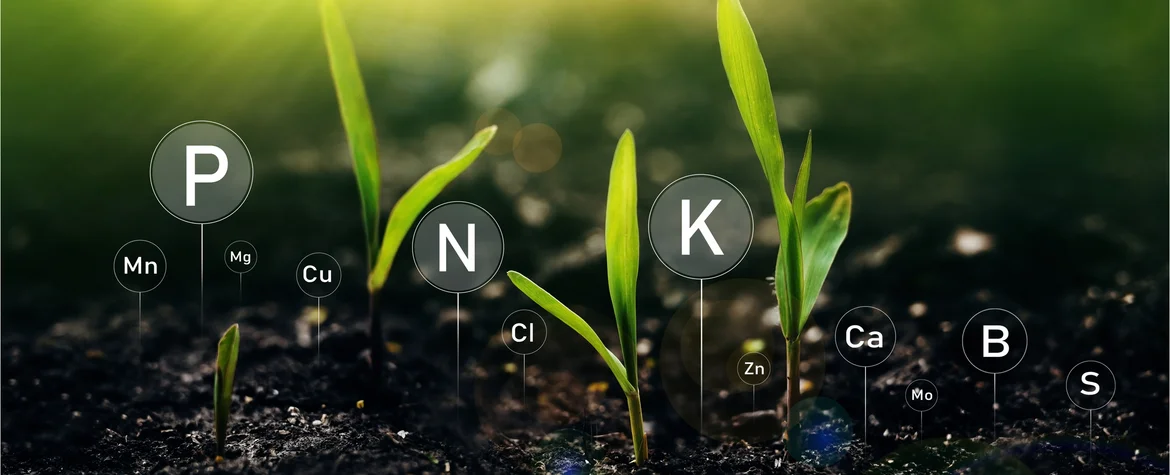 Nutrient recovery: small grasses grow from the ground. The chemical symbols for various elements are scattered across the image.