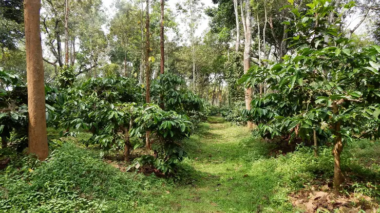 Cocoa trees and agroforestry